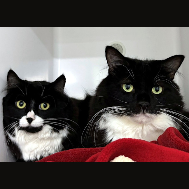 Photo of Tuxedo Sua013757 & Cleo Sua013758