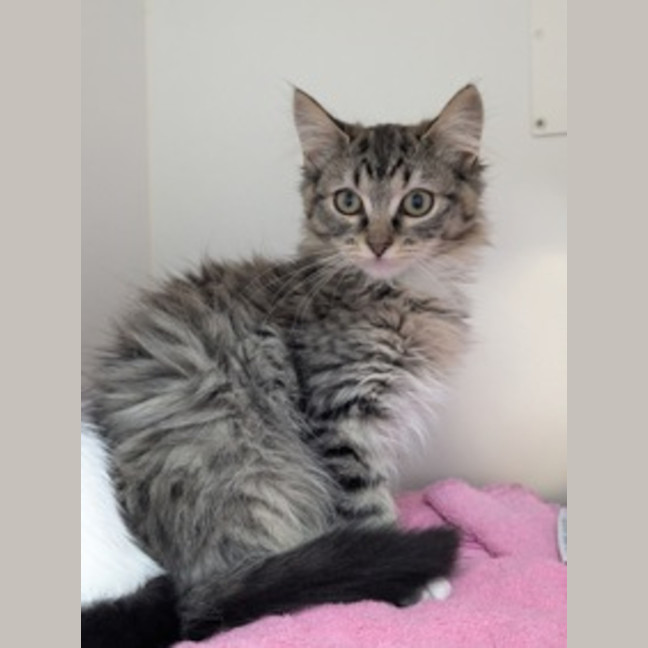 Photo of 🐦 Chirper 5882 🐦