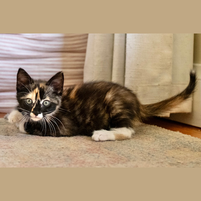 Photo of Cece