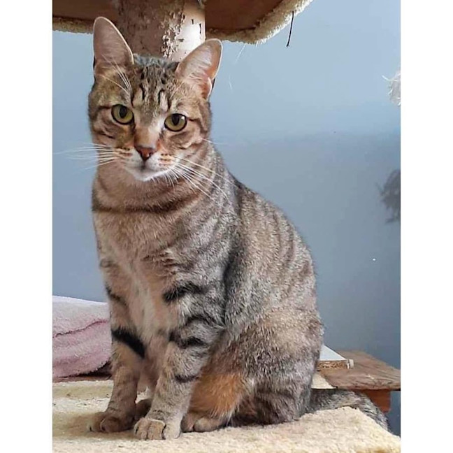 Photo of 10861   Archer