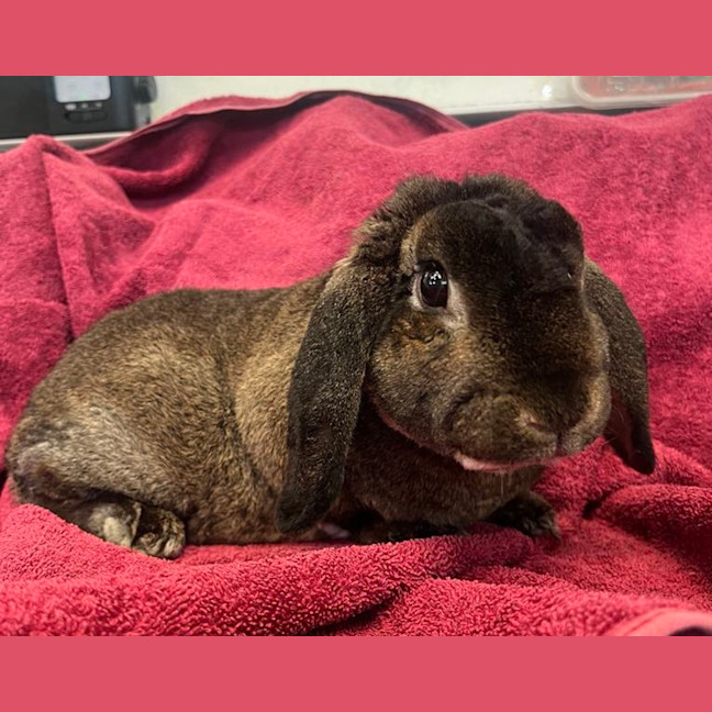 Photo of Strawberry