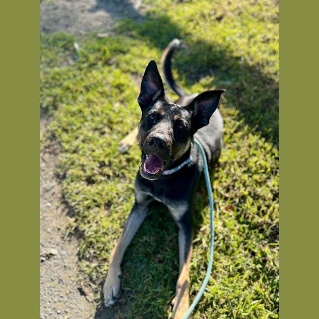 Photo of Zazu