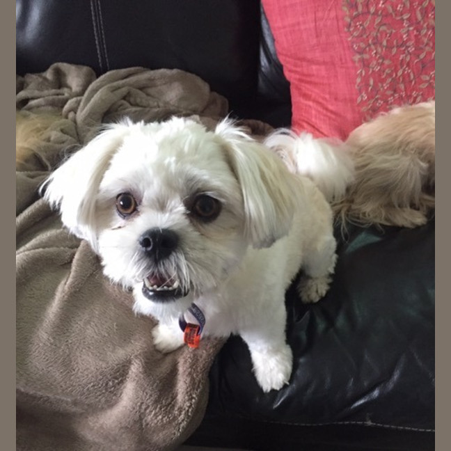 Photo of Luna