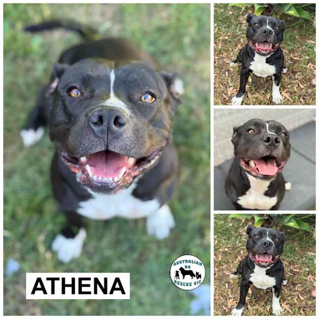 Photo of Athena 