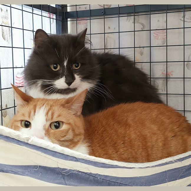 Photo of Mango And Truffle