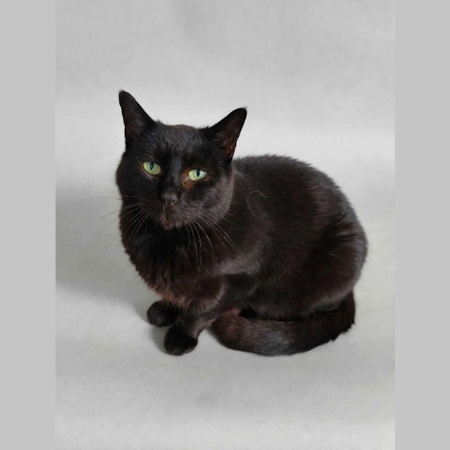 Photo of Morticia 