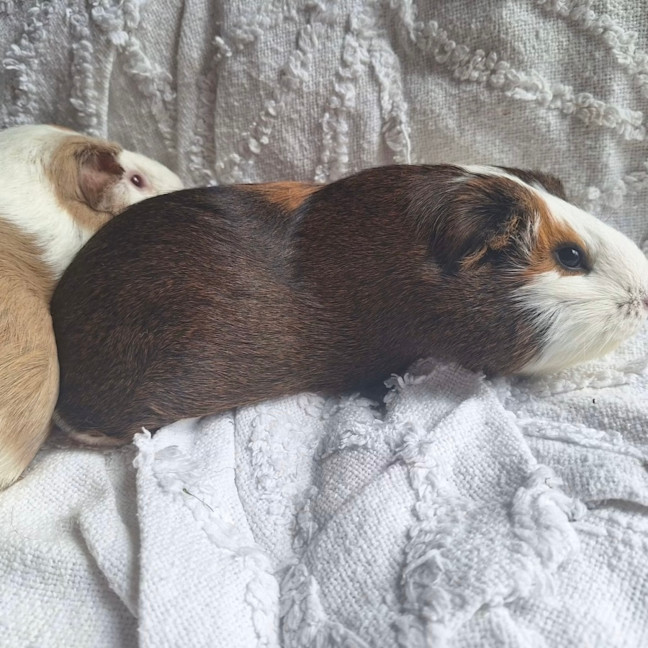 Photo of Hazel & Cocoa
