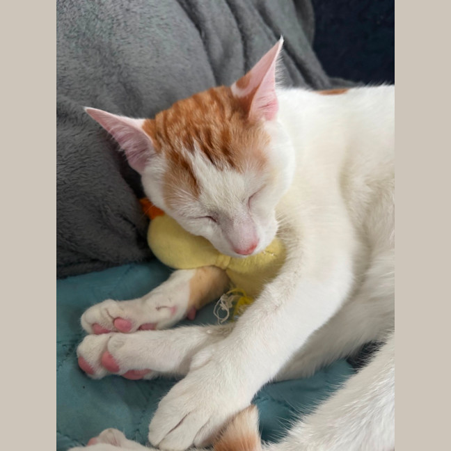 Photo of Bean **2nd Chance Cat Rescue**