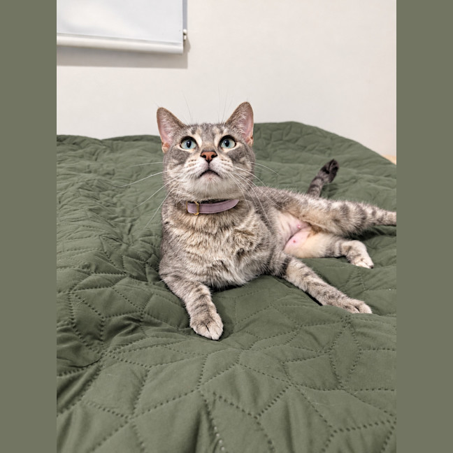 Photo of Biscotti