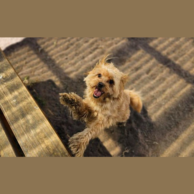 Photo of Pikelet 