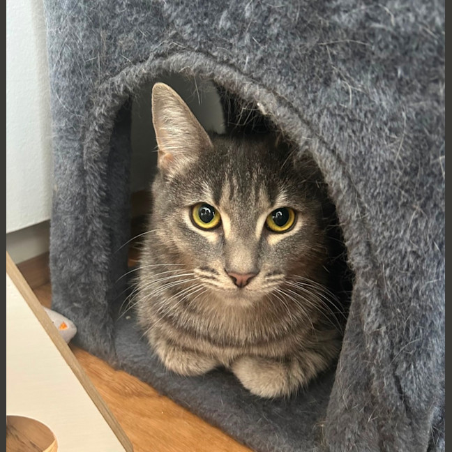 Photo of Cherry Plum 