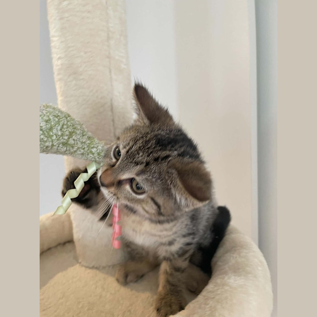 Photo of Dolly Who