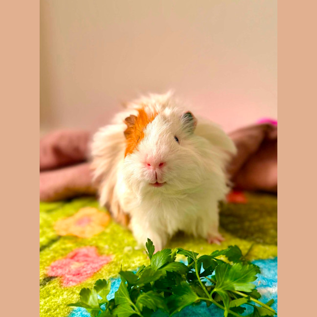 Photo of Leon 