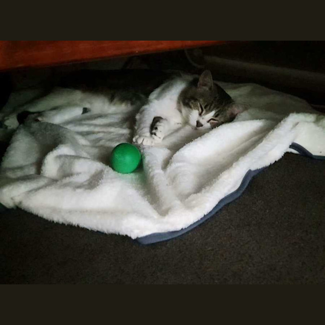 Photo of Chester