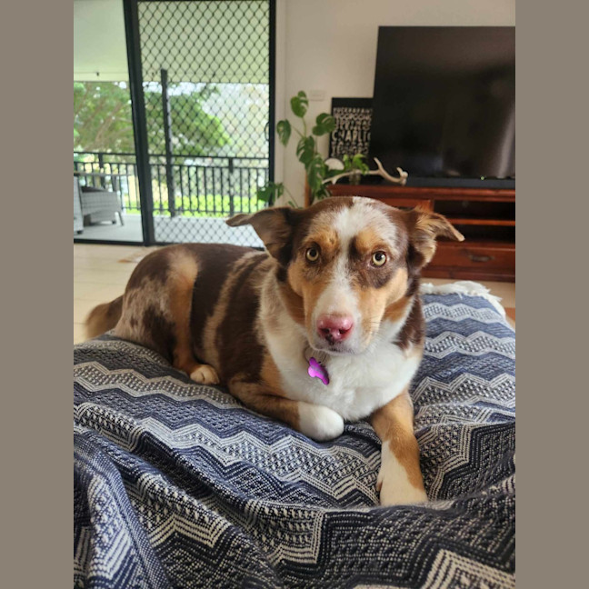 Photo of Bella