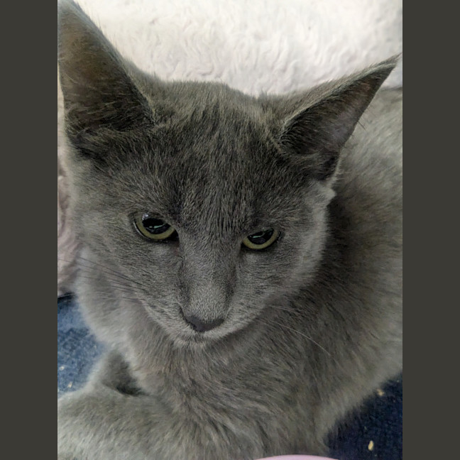 Photo of Freyja