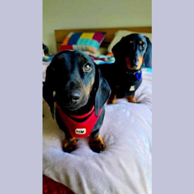Photo of Johnny   1 Year Old Dachshund