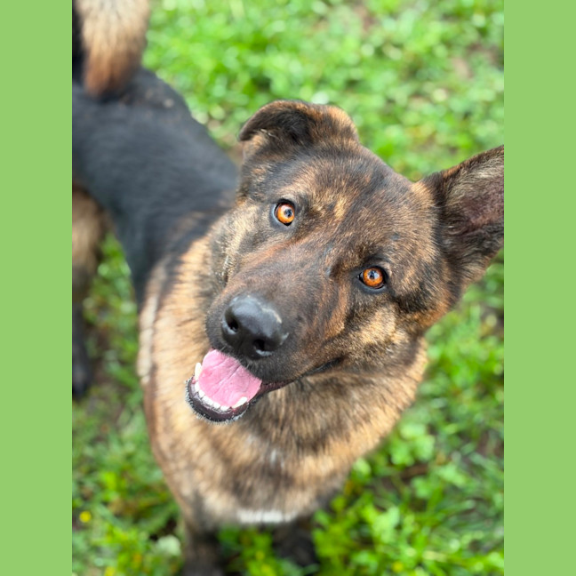 Photo of Sarge