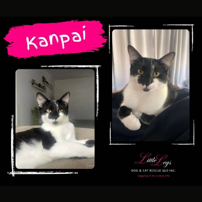 Photo of Kanpai