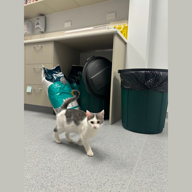 Photo of Goose
