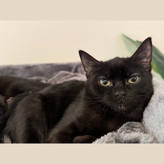 Photo of Lily And Bluebelle