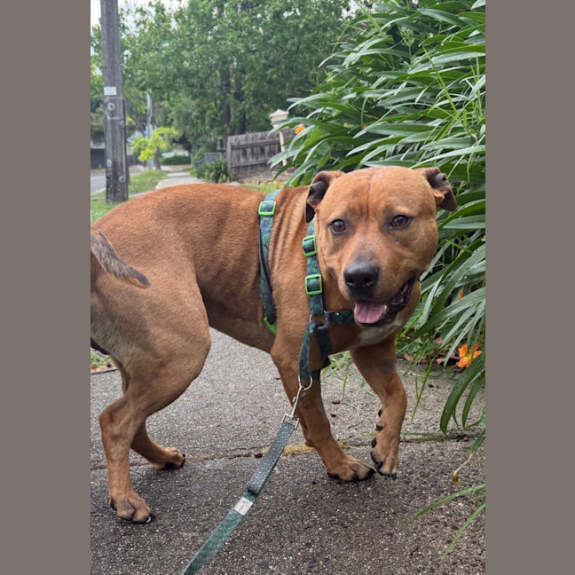 Photo of Goober