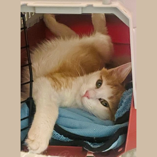 Photo of Cheddar