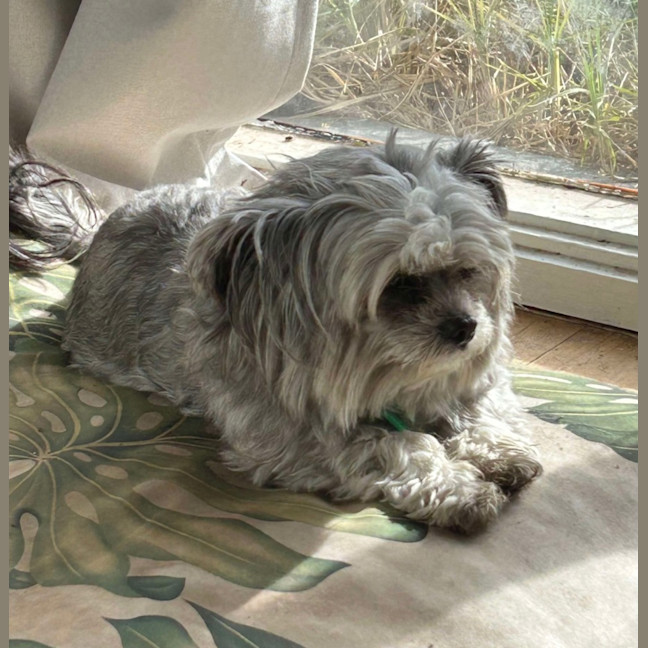 Photo of Lamington