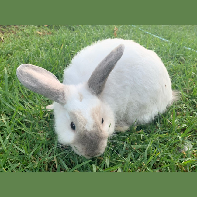 Photo of Harey Styles