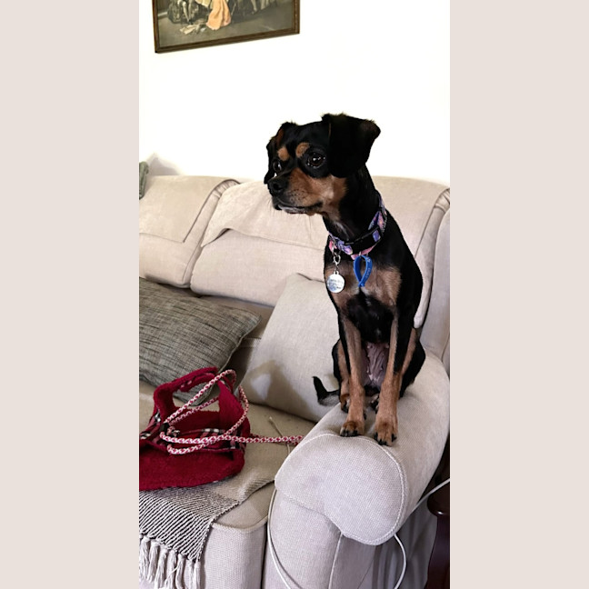 Photo of Pixie