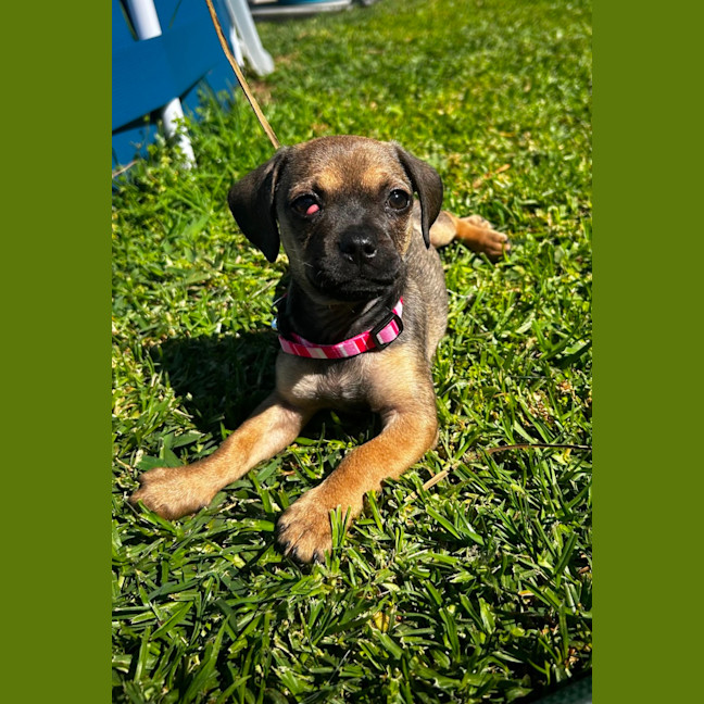 Photo of Daisy   11 Week Old Pug X Dachshund