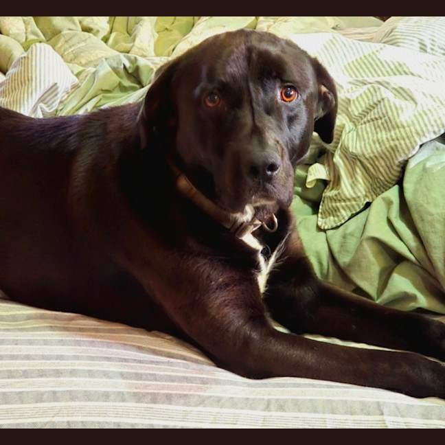 Photo of Murphy