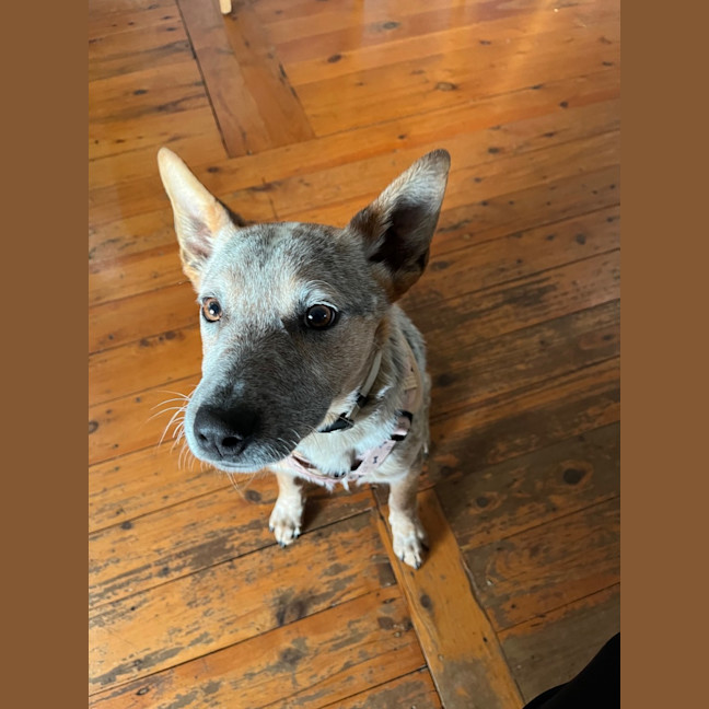 Photo of Luna