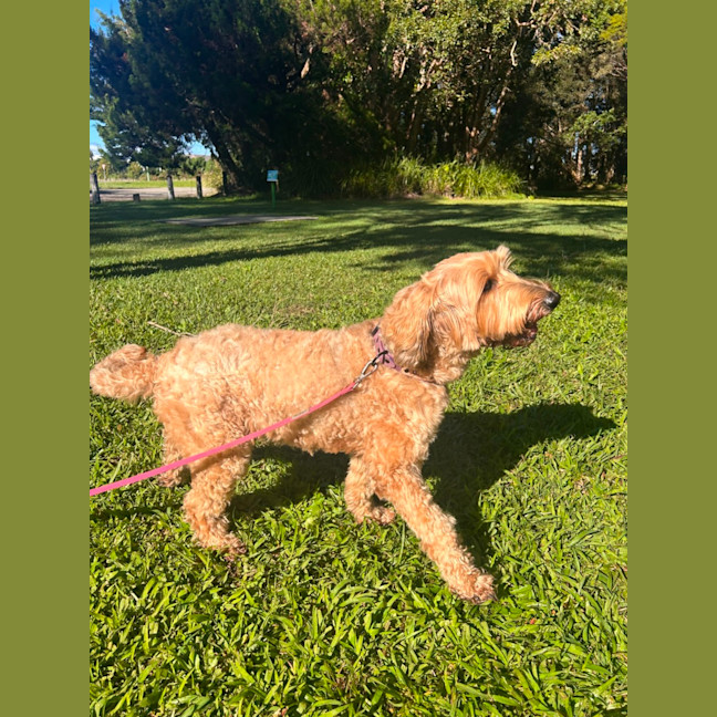 Photo of Gigi