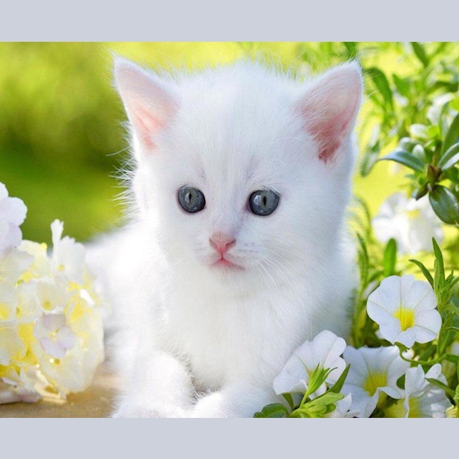 Photo of Asher