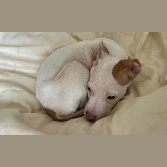 Photo of Maximus