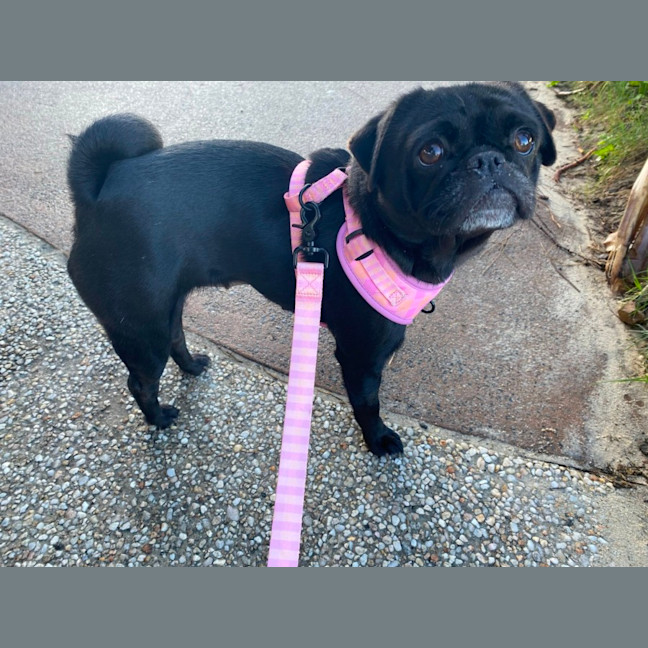 Photo of Dottie 🌸