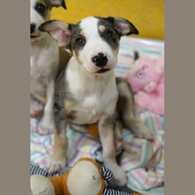 Photo of Whiskey
