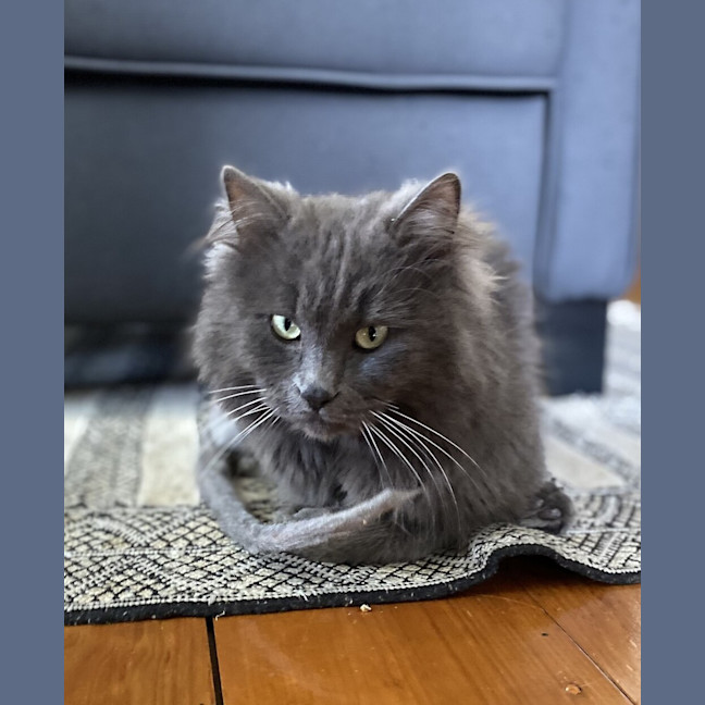 Photo of Roy