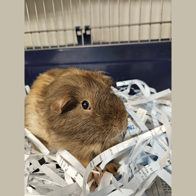 Photo of Rat