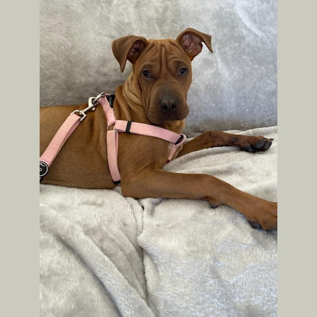 Photo of Shiloh