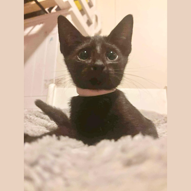 Photo of Whiskers K31