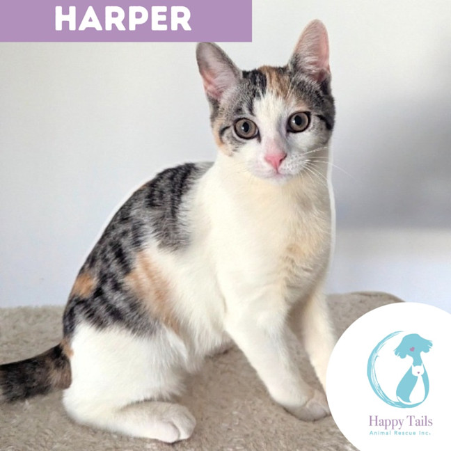 Photo of Harper