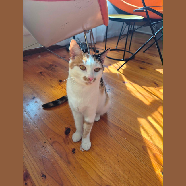 Photo of Mishka