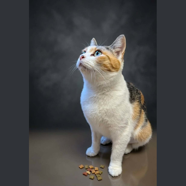 Photo of Daisy