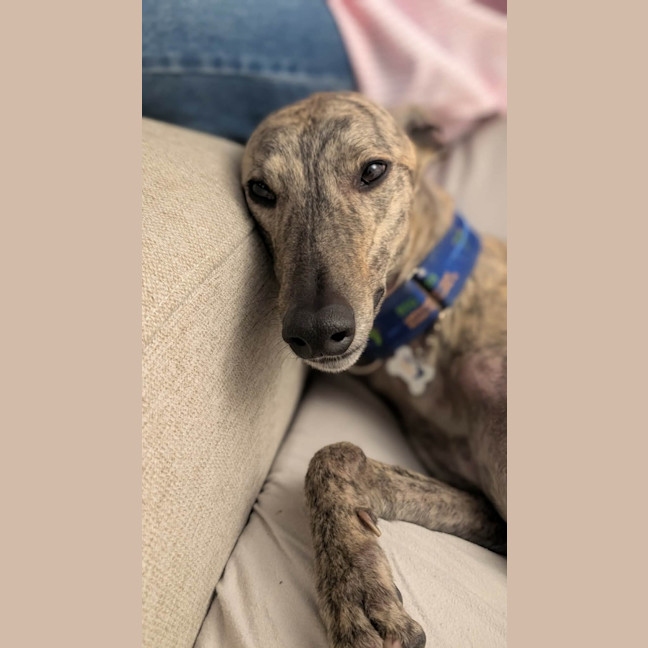 Photo of Bandit