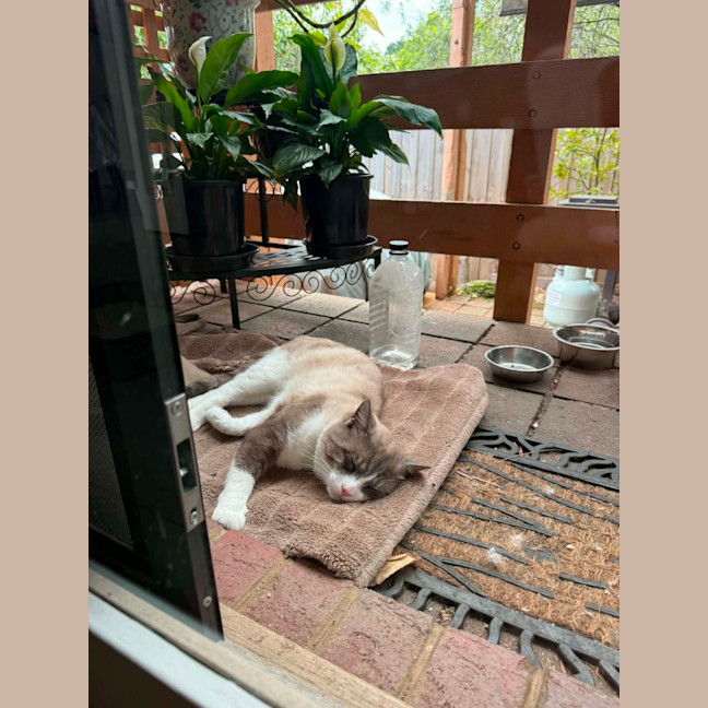 Photo of Koko