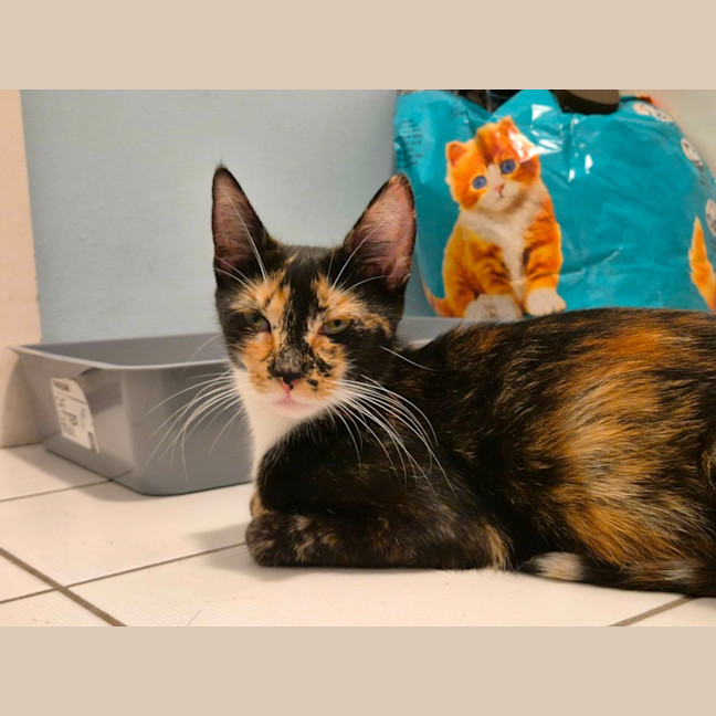 Photo of 🤎 Nutmeg 🤎