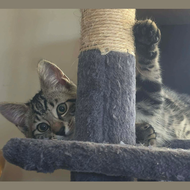 Photo of Nigel