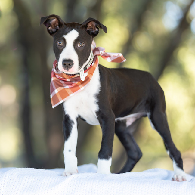 Photo of Blaze